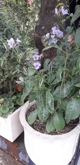 Solanum wendlandii