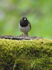 Junco hyemalis
