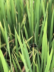 Neurothemis tullia