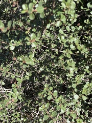 Ceanothus verrucosus