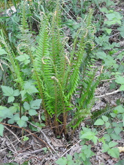 Polystichum munitum