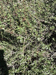 Ceanothus verrucosus