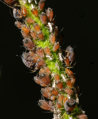 Aphis ceanothi