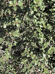 Ceanothus verrucosus