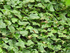 Hedera helix