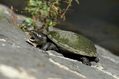 Kinosternon hirtipes murrayi