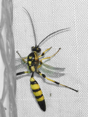Ichneumon annulatorius