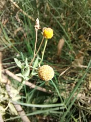 Helenium thurberi