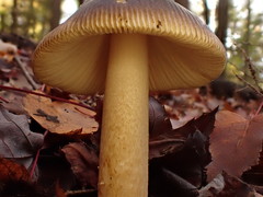 Amanita variicolor