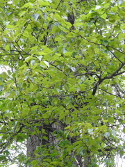 Populus trichocarpa