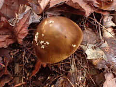 Amanita variicolor