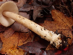 Amanita variicolor