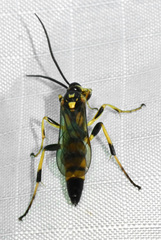 Ichneumon annulatorius