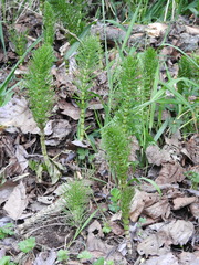 Equisetum telmateia braunii