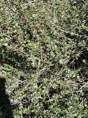 Ceanothus verrucosus