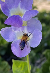 Megachile umbripennis