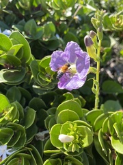 Megachile umbripennis