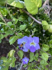 Megachile umbripennis