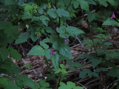 Rubus spectabilis