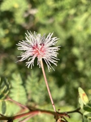 Mimosa tricephala