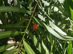 Podocarpus salignus