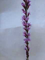 Liatris quadriflora