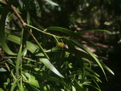 Podocarpus salignus