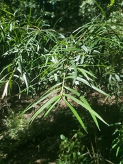 Podocarpus salignus