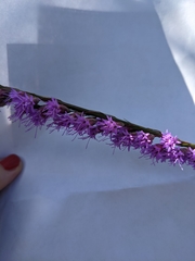 Liatris quadriflora