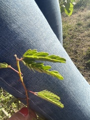 Mimosa tricephala