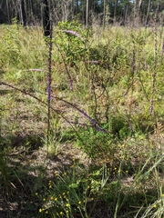 Liatris quadriflora