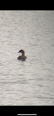 Podilymbus podiceps podiceps