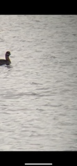 Podilymbus podiceps podiceps