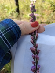 Liatris quadriflora