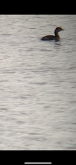 Podilymbus podiceps podiceps