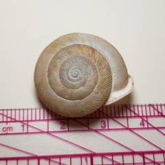 Patera perigrapta