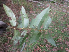 Salix × meyeriana
