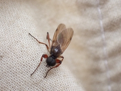 Bibio brunnipes