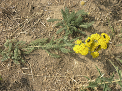 Achillea arabica