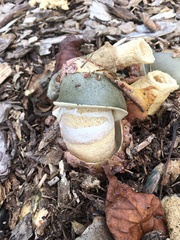 Phallus ravenelii