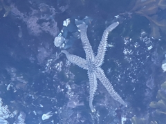 Stylasterias forreri