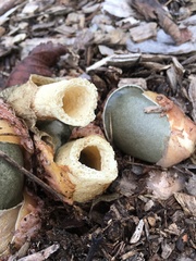 Phallus ravenelii