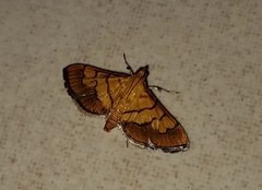 Orphanostigma