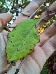 Crataegus calpodendron