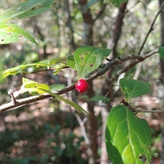 Ilex ambigua
