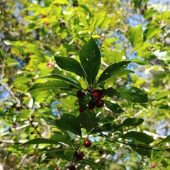Ilex ambigua
