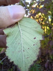 Crataegus calpodendron