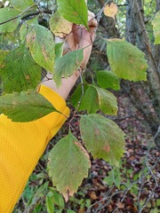 Crataegus calpodendron