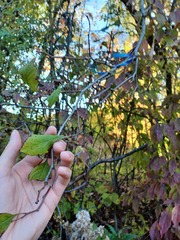 Crataegus calpodendron