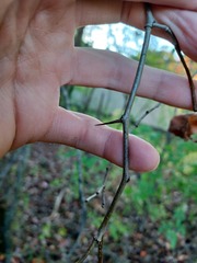Crataegus calpodendron